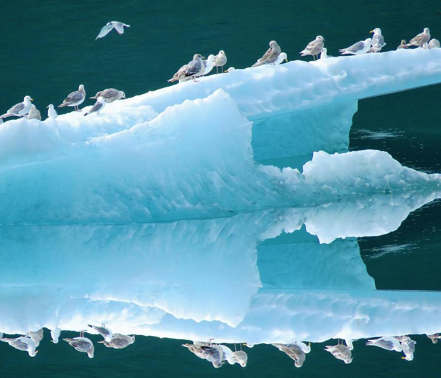 Birds on Ice Photograph by Joan Stratton