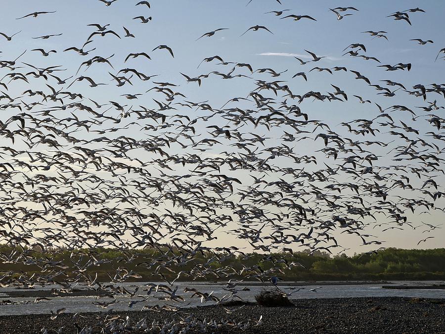 Birds on seashore Photograph by Martin Smith
