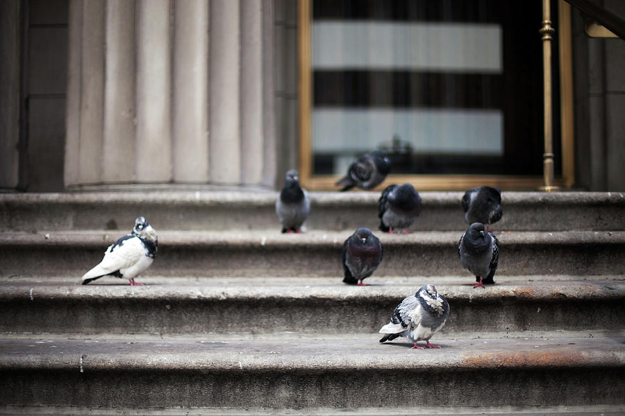 Birds On Steps Photograph by Bryant Scannell