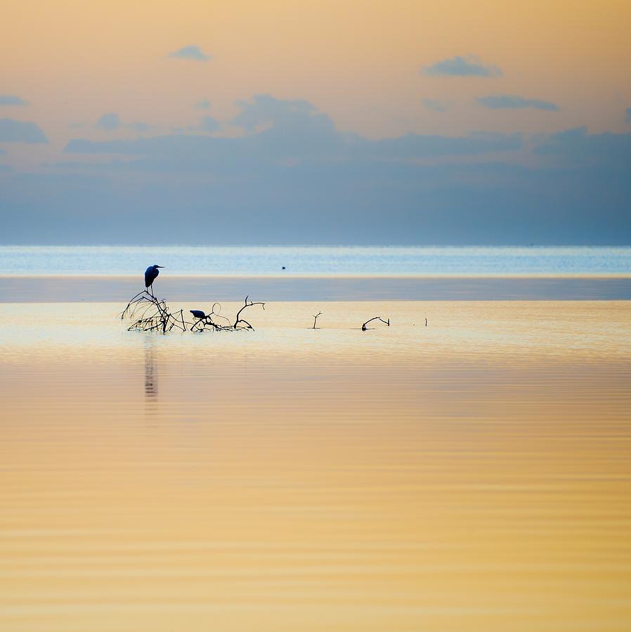 Birds on the Bay Photograph by Edgar Estrada