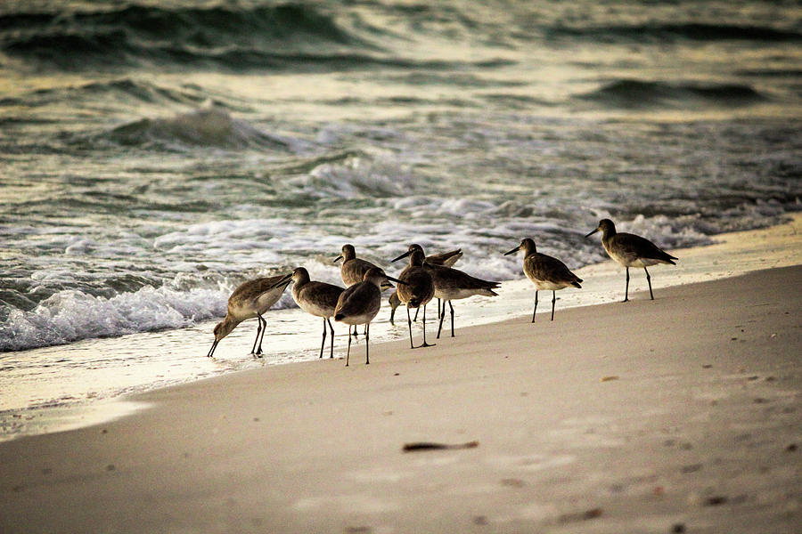 Birds on the Beach Photograph by Doug Camara