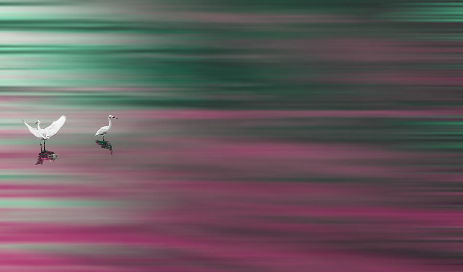 Birds On The Nile Photograph by Mohamed Basiouny