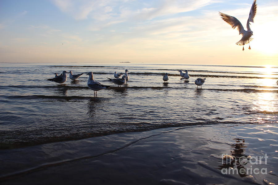 Flight Photograph - Birds On The Sunset Seagulls At Sunset by Antshev Flight Photograph - Birds On The Sunset Seagulls At Sunset by Antshev