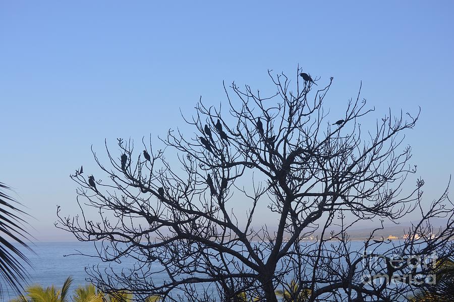 Birds on the Treetop Photograph by Aicy Karbstein