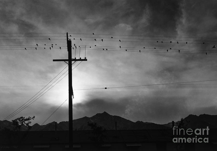 Birds on wire, evening Photograph by Ansel Adams