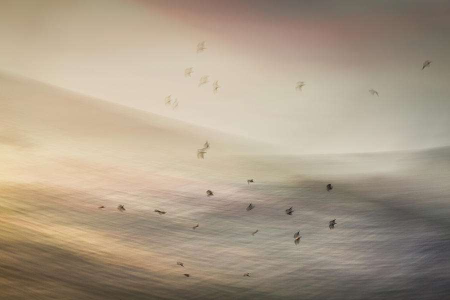 Birds over the Sea Photograph by Anita Nicholson