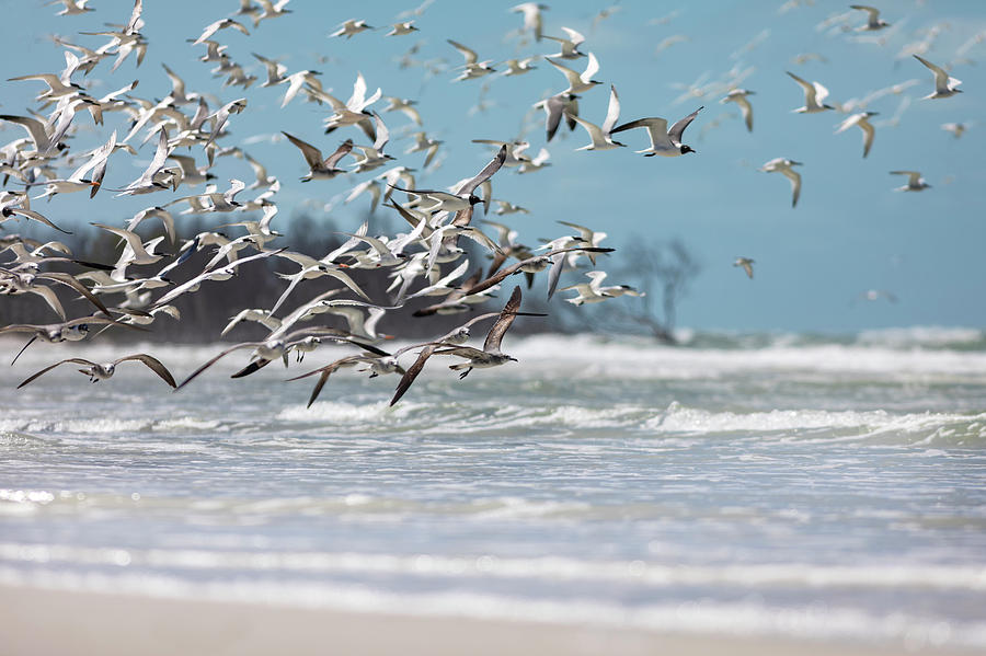 Birds over Waves Photograph by Lisa Malecki
