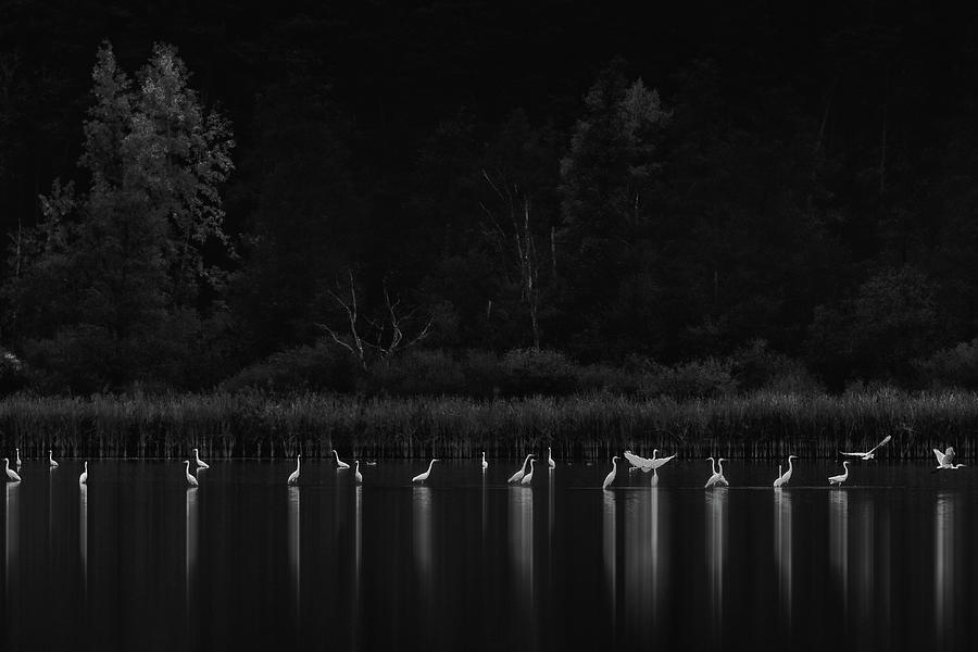 Birds Photograph by Patrick Aurednik