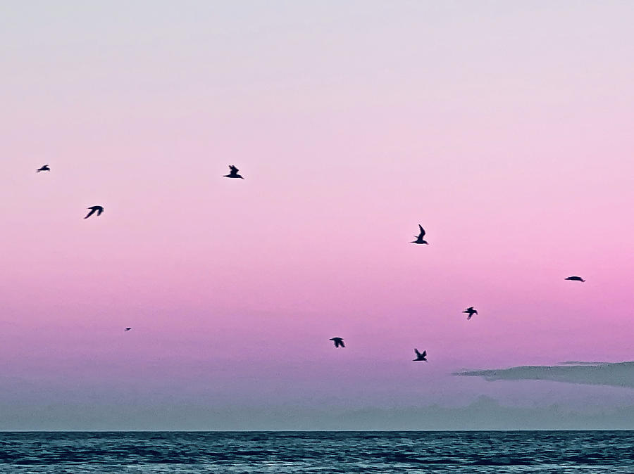 Captive Island Sunset Seabirds Circling Photograph by Shelly Tschupp Captive Island Sunset Seabirds Circling Photograph by Shelly Tschupp