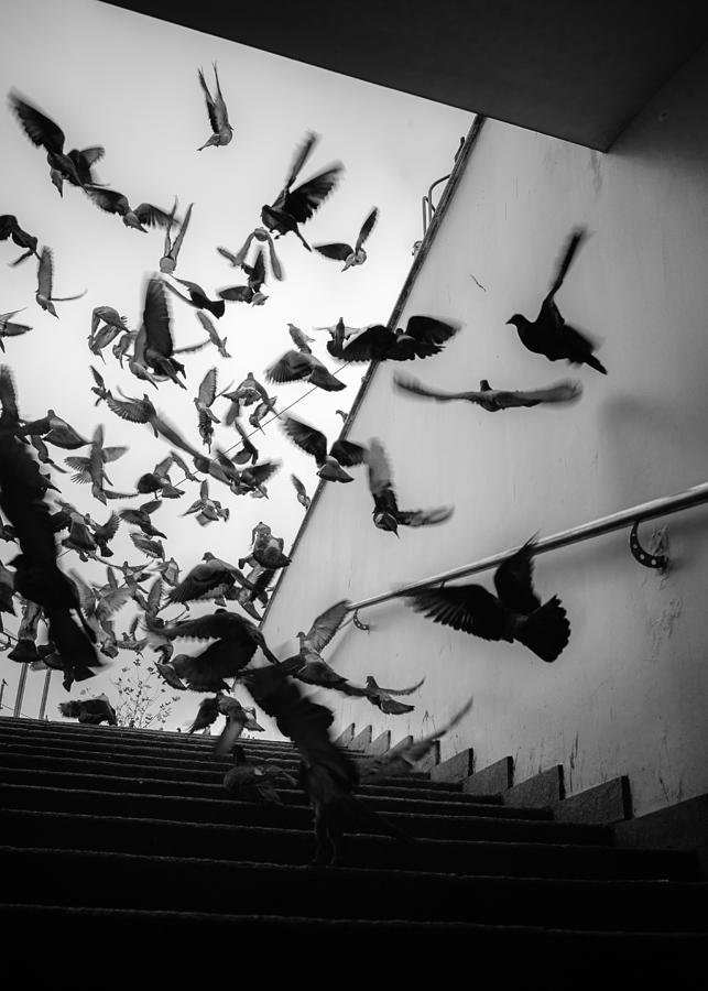 Birds Photograph by Selaru Ovidiu