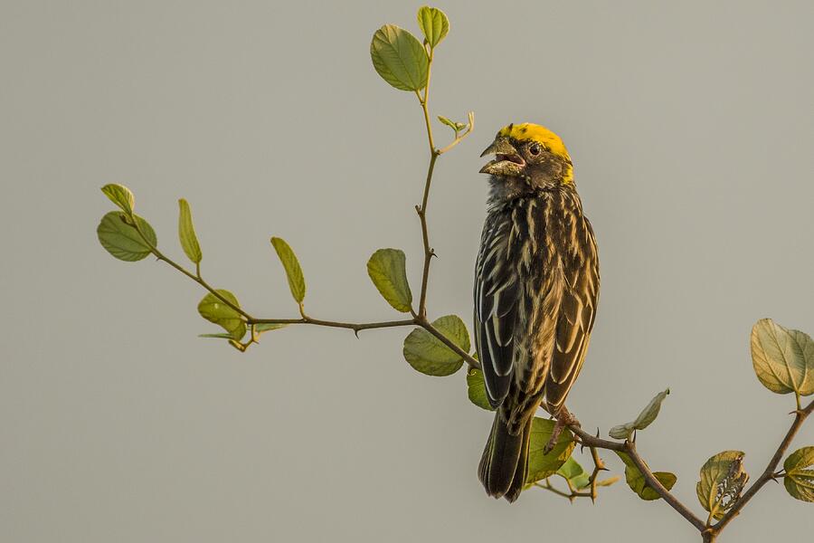 Bird\s Song Photograph by Pavol Stranak