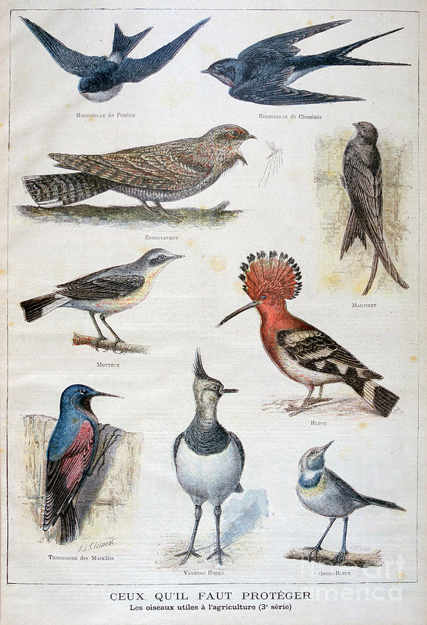 Birds That Are Protected, And Helpful Drawing by Print Collector