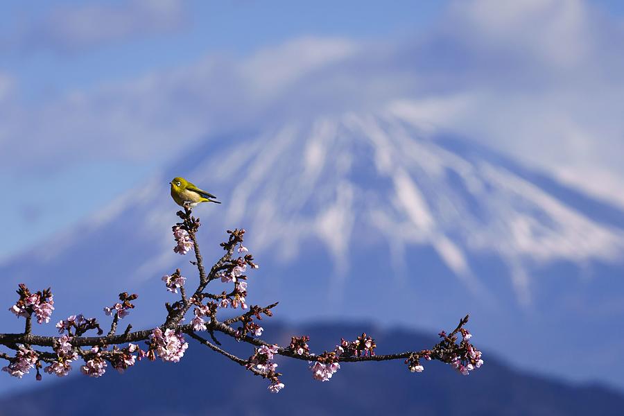 Birds That Herald Spring. Photograph by Yuusuke Hisamitsu