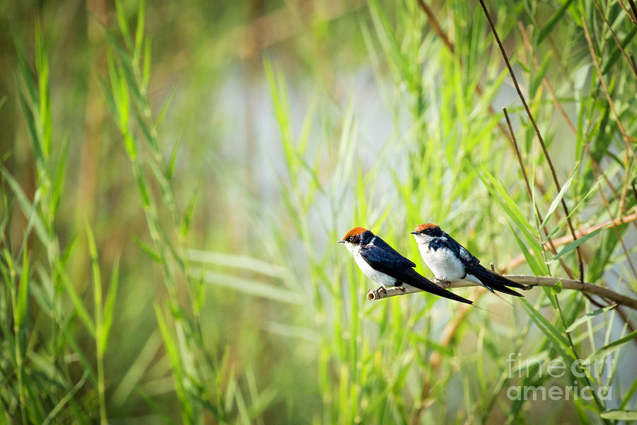 Wire Tailed Swallows Photograph by Timothy Hacker