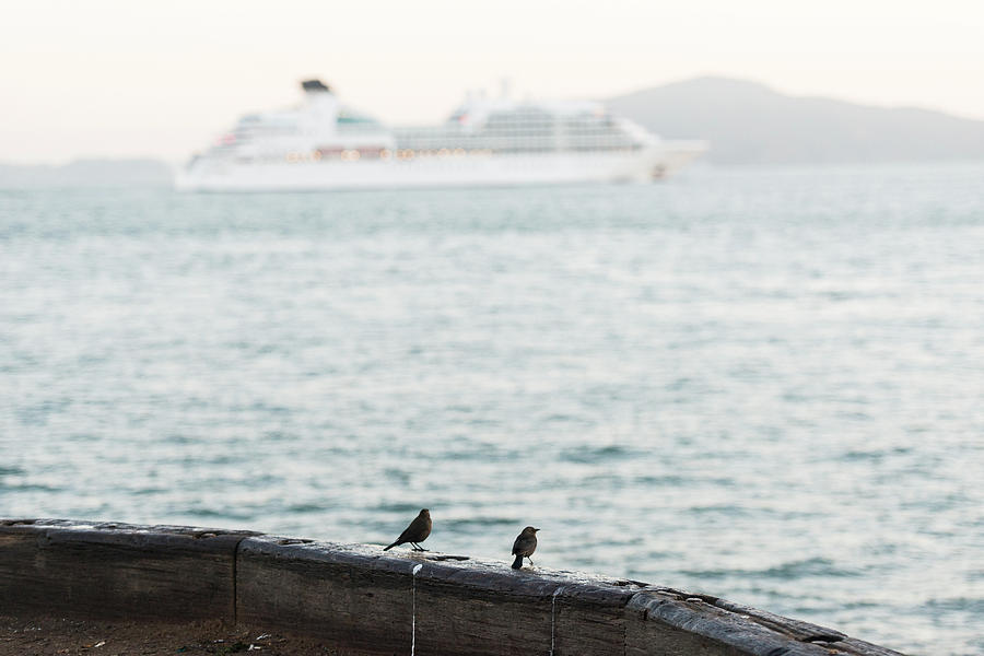 Birds Wating For The Ferry Photograph