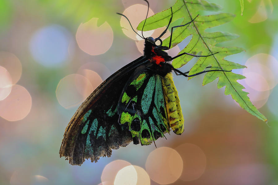 Birdwing Butterfly Bokeh Photograph