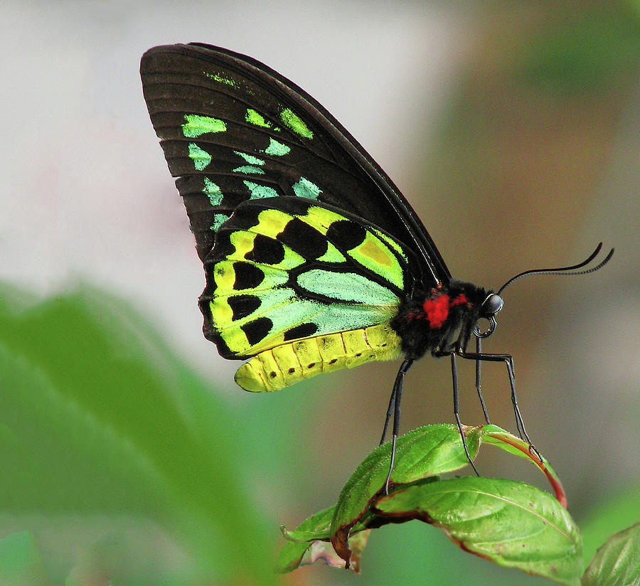 Birdwing Butterfly Close Up Resting Of Photograph by Melinda Moore