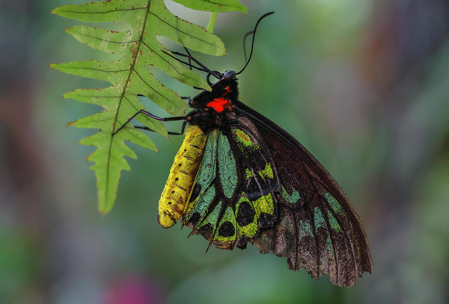 Birdwing Butterfly Photograph by Juergen Roth