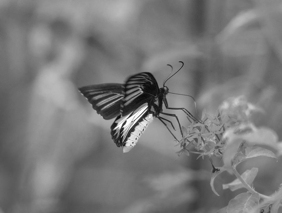 Birdwing Butterfly On Flower Photograph by Tim Fitzharris