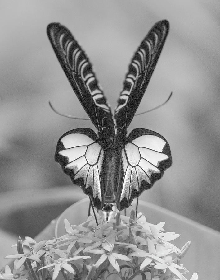 Birdwing Butterfly Photograph by Tim Fitzharris