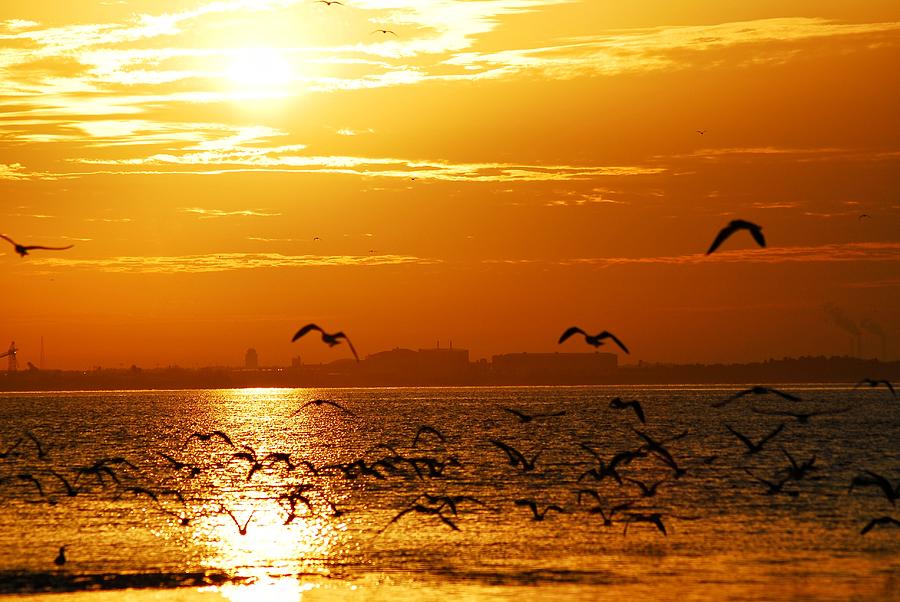 Birdy Sunrise Photograph