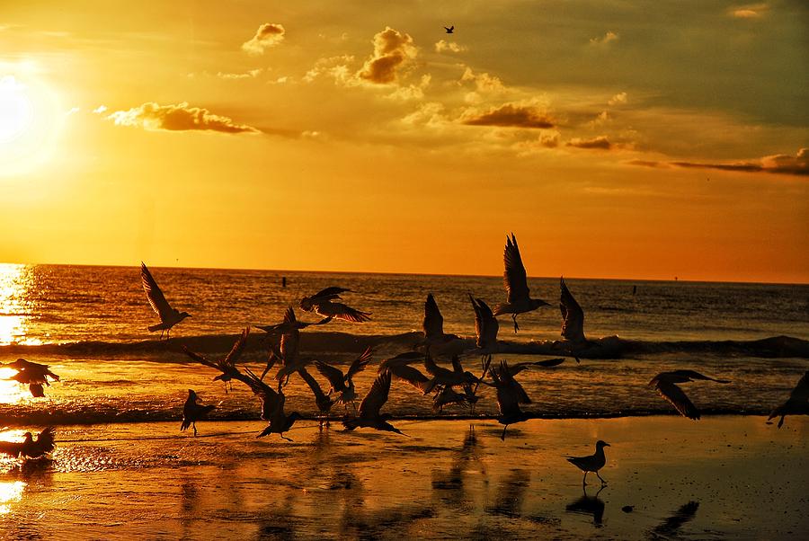 Birdy Sunset Photograph