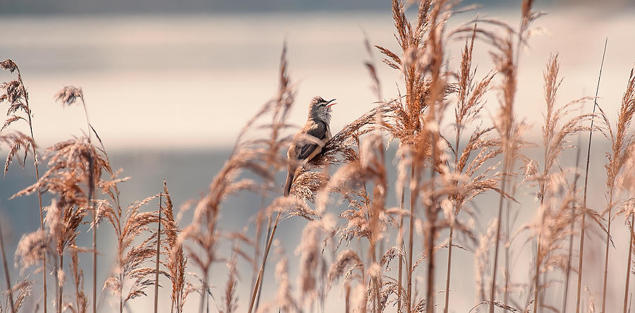 Birdy Photograph by Vaidas Cekuolis