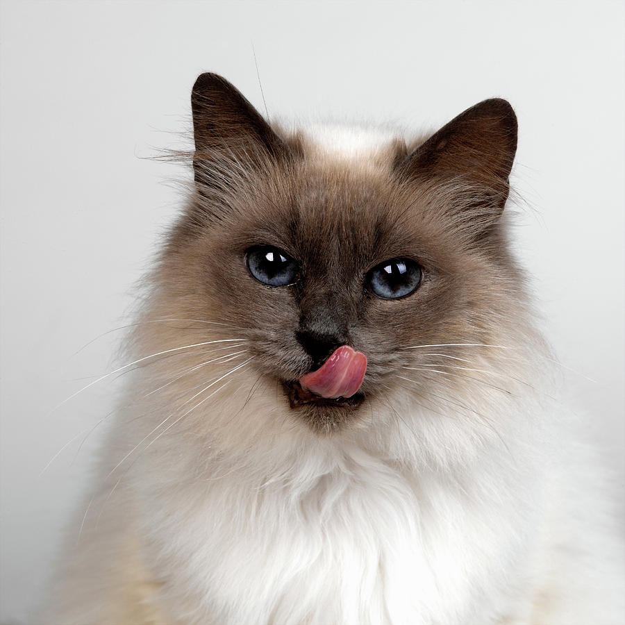 Birman Digital Art by Simon Murrell | Fine Art America