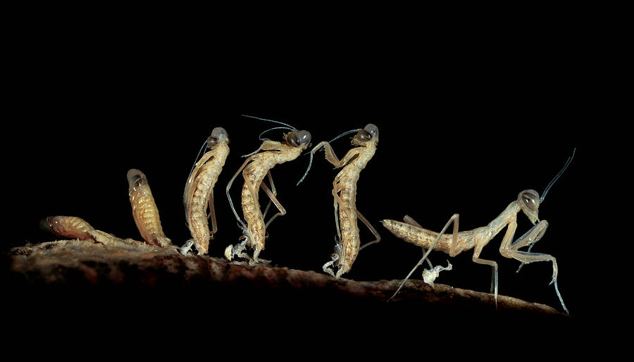Insects Photograph - Birth by Jimmy Hoffman