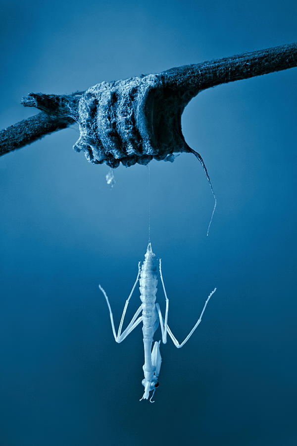 Birth Of A Mantis Photograph by Jimmy Hoffman
