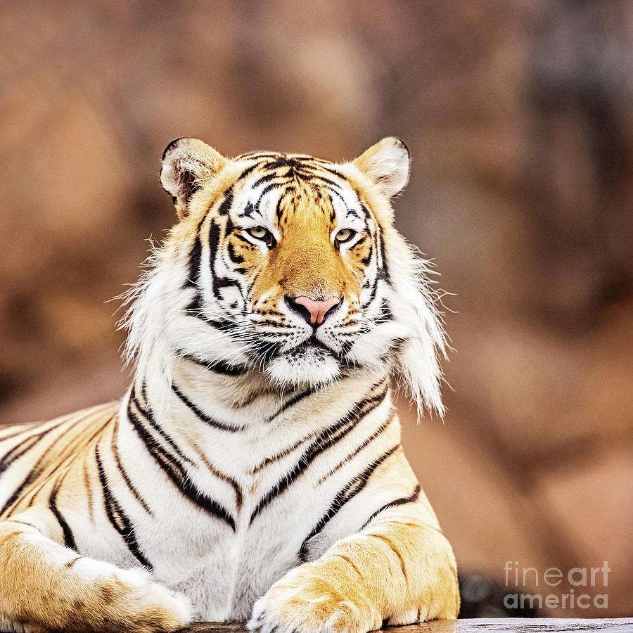 Birthday Boy - square Photograph by Scott Pellegrin - Fine Art America