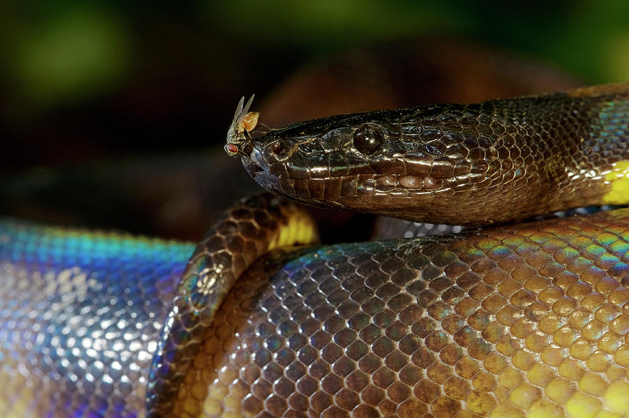 Bismarck Ringed Python With Fly, Papua New Guinea Photograph by Bert