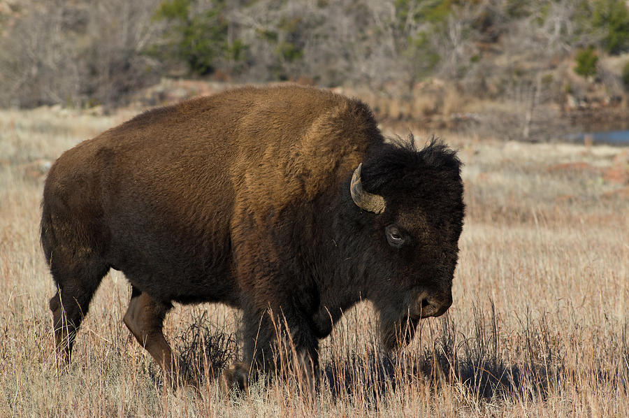Bison - 1543 Photograph by Jerry Owens