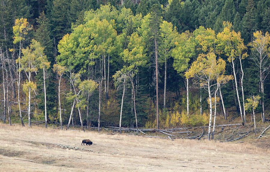 Bison and Aspens Photograph by Max Waugh