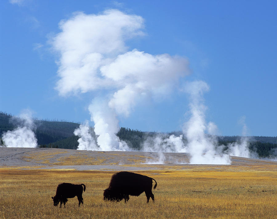 Bison And Calf Near Fountain Paint Pot, Yellowstone National Park, Wyoming Photograph by Tim Fitzharris