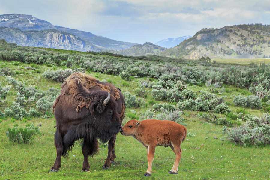 Yellowstone National Park Photograph - Bison And Calf (ynp) by Galloimages Online
