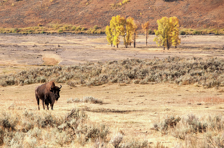 Bison and Cottonwoods Photograph by Steve Stuller