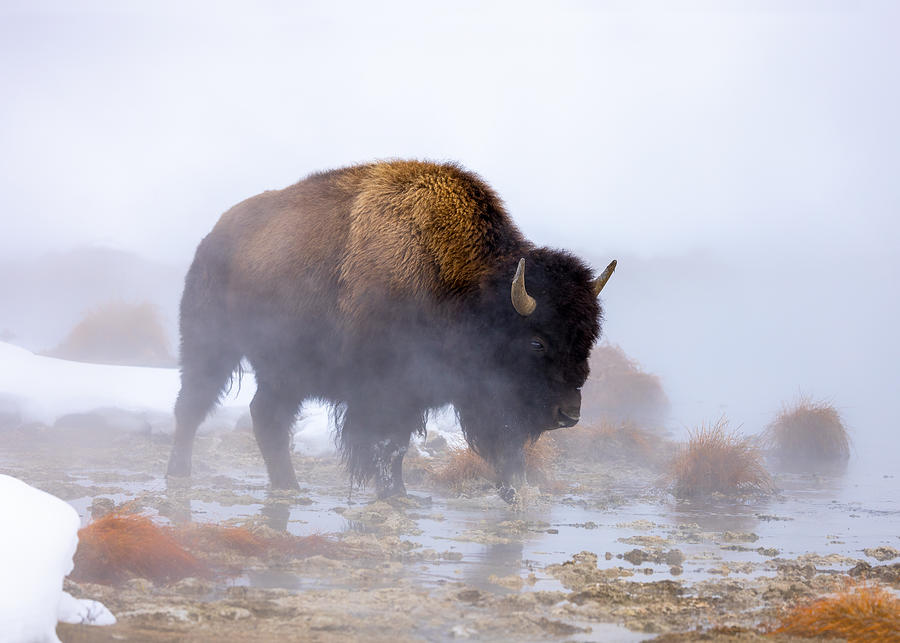 Yellowstone National Park Photograph - Bison And Mist by Siyu And Wei Photography
