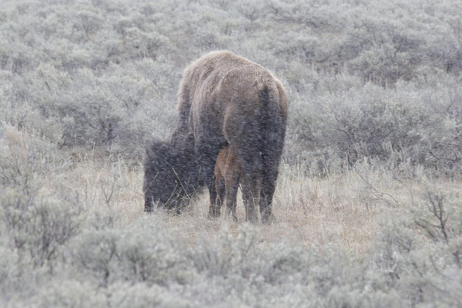 Bison and nursing calf Photograph by C Ribet
