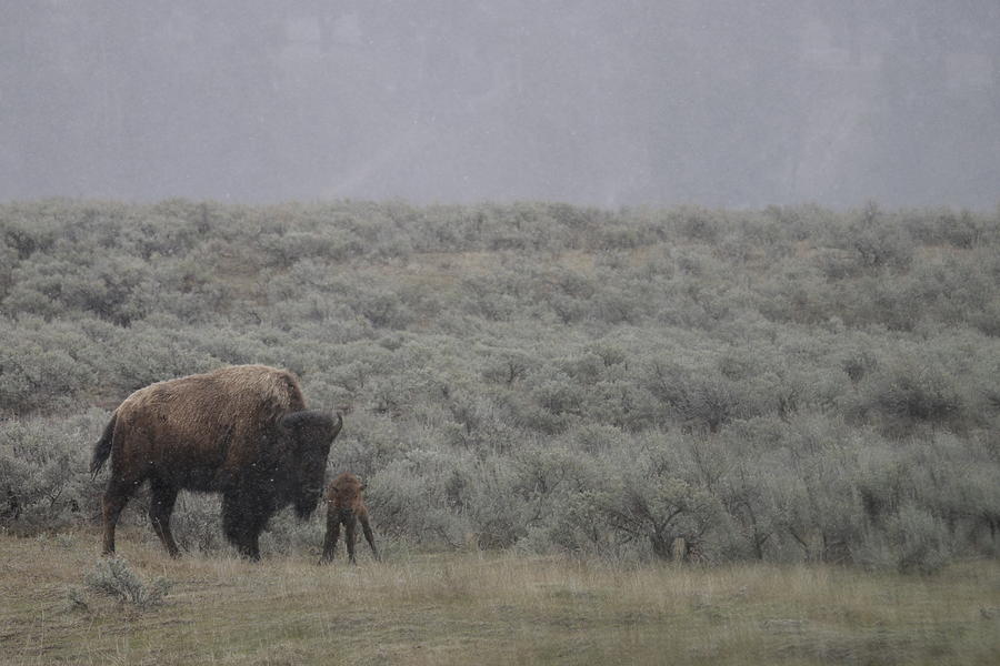 Bison and Red Dog Calf Photograph by C Ribet