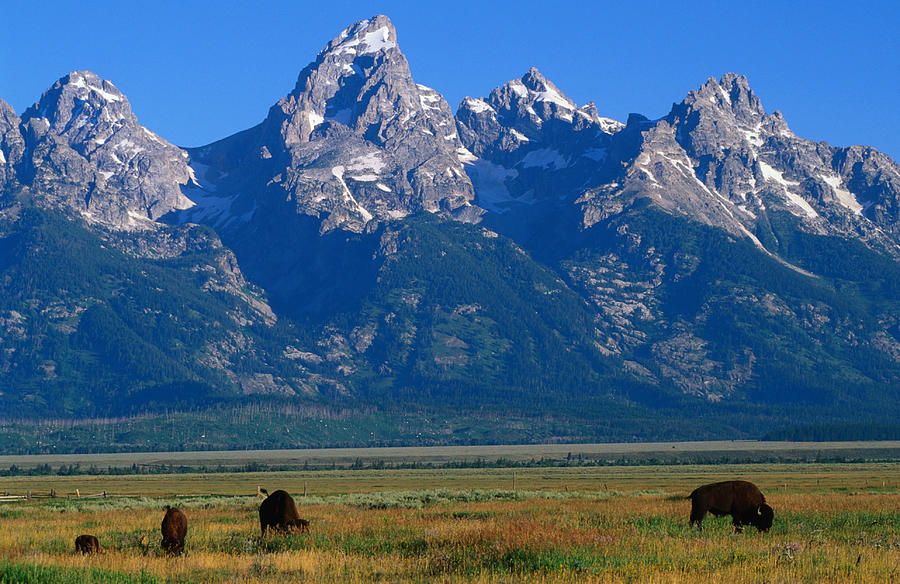Bison And The Teton Ranges In Grand Photograph by John Elk