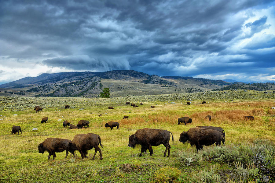 Bison At Yellowstone Np, Wyoming Digital Art by Heeb Photos
