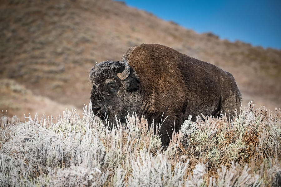 Bison Bison, American Bison Photograph by Petr Simon