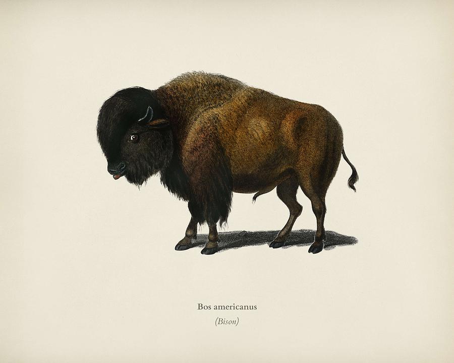 Bison Bos americanus illustrated by Charles Dessalines D' Orbigny 1806 ...