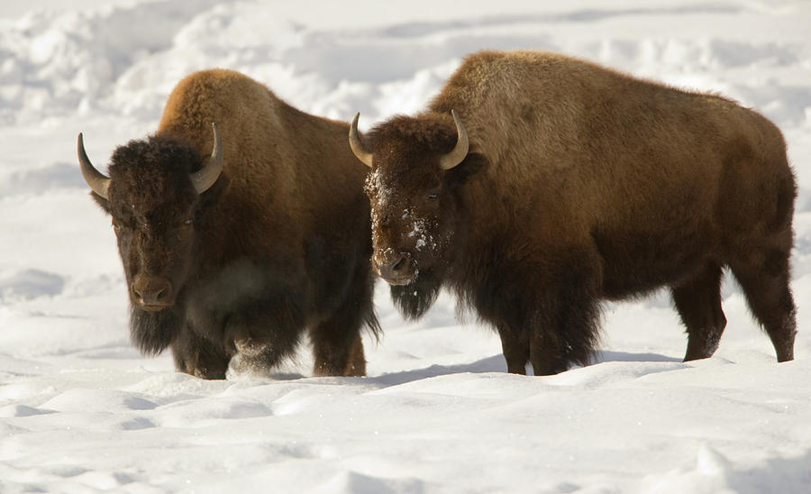 Bison Brothers Photograph by Kencanning
