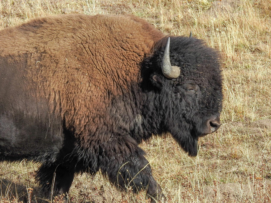 Bison Brown and Black Photograph by Lisa Crawford - Pixels