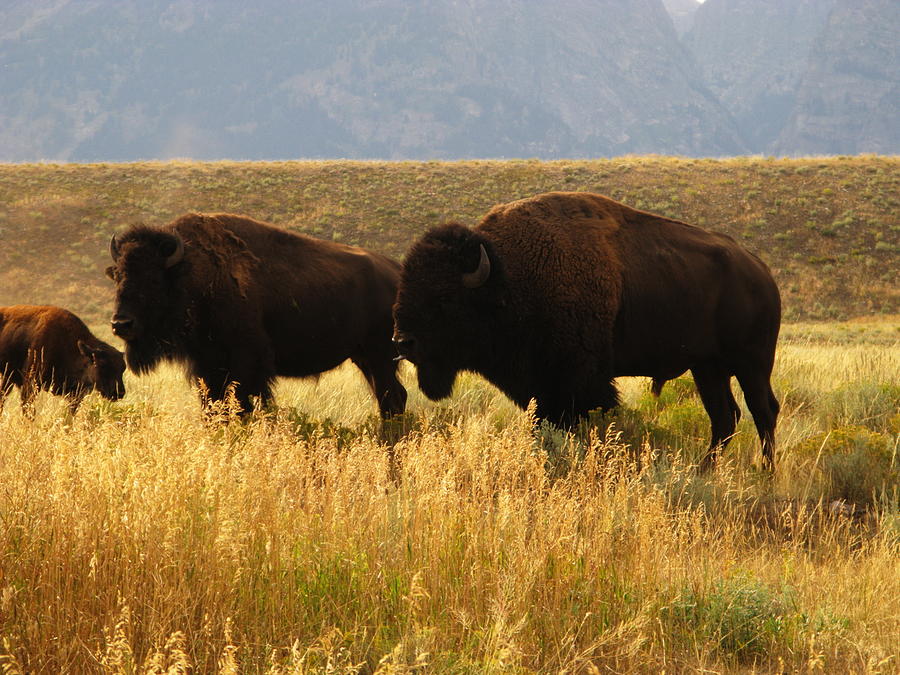 Bison Buffalo Family Photograph by Sassy1902