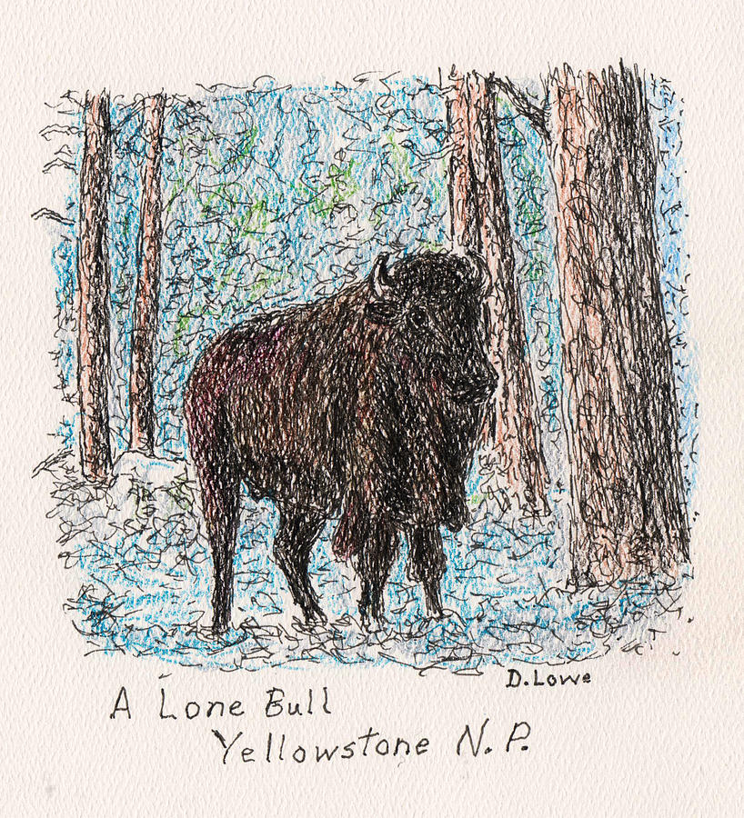 Bison Bull at Yellowstone Drawing by Danny Lowe