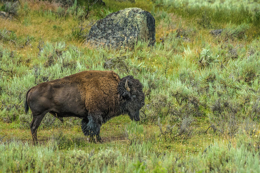 Bison Bull In Rainy Little America Photograph by Yeates Photography