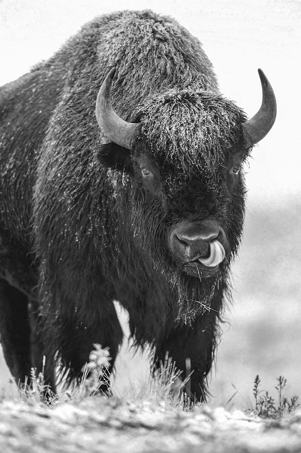 itemful Image: Bison in Snow T-Shirt